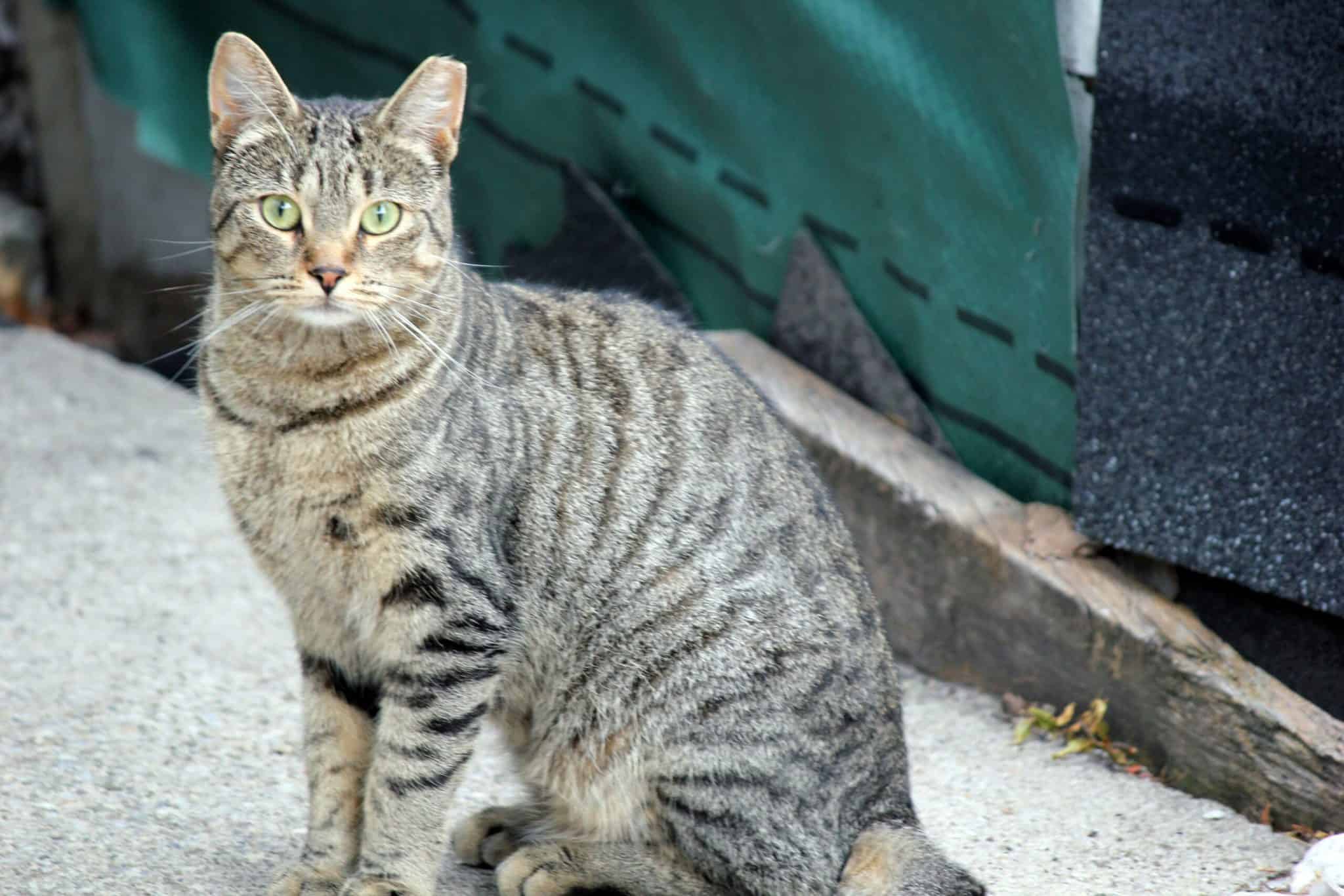 Neighborhood Cats, How to TNR